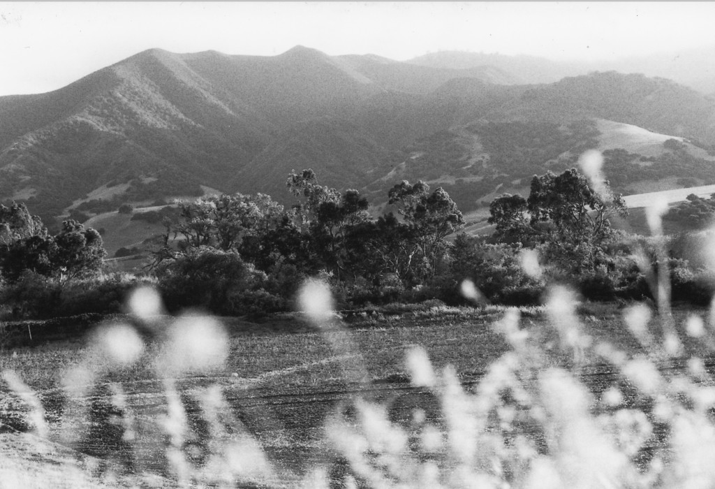 Calico_0008